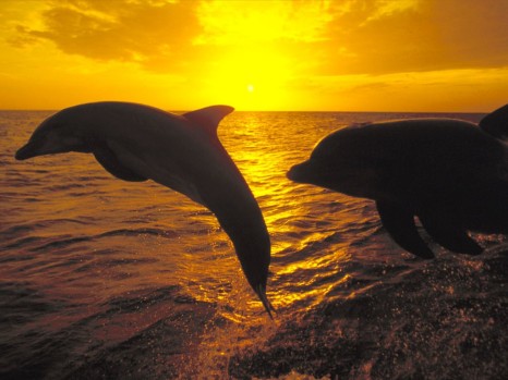 dolphins_at_sunset.jpg